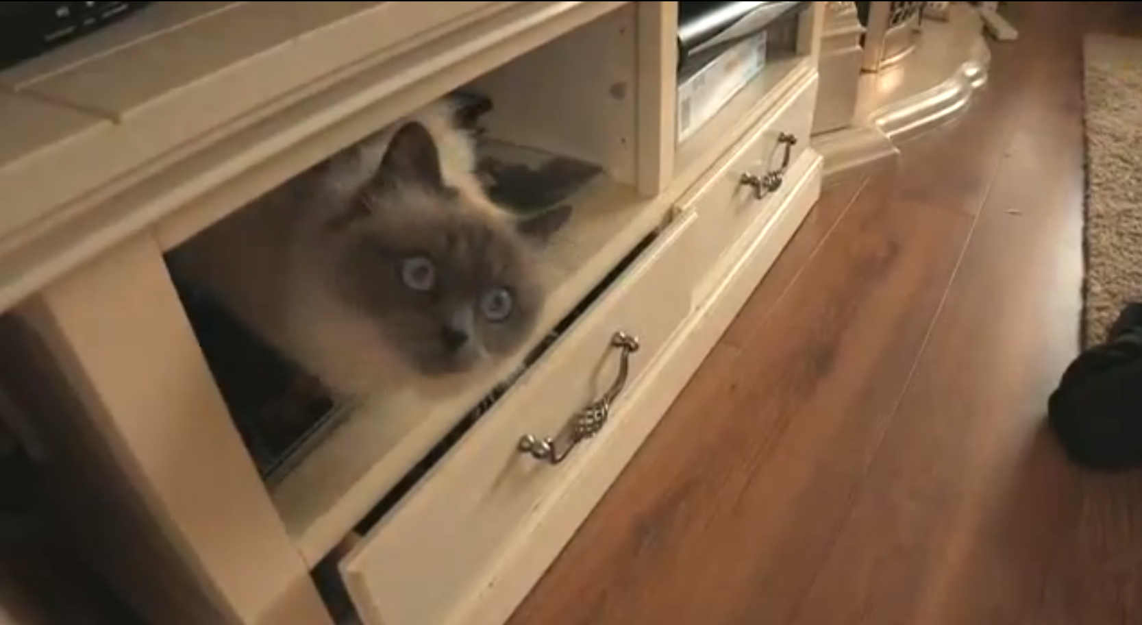 Prata, stum, Katt, Pojke, jessi-cat, Lår